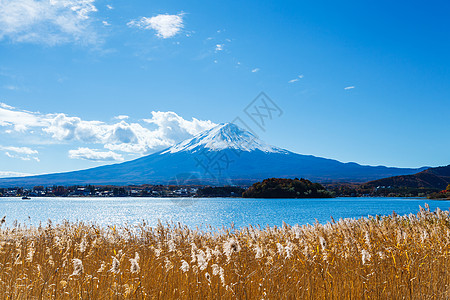 富士山和湖植物火山芦苇杂草公吨树枝顶峰稻草图片