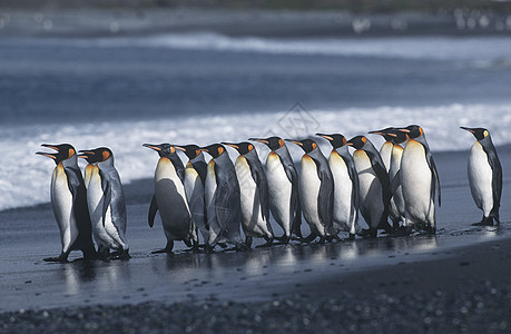 英属南乔治亚岛企鹅王殖民地在海滩边行军动物企鹅大海殖民地海洋冲浪野生动物图片