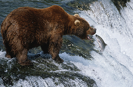 美国阿拉斯加Katmai国家公园棕熊在河边景处捕捉鲑鱼图片