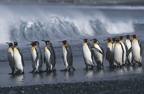 南乔治亚岛步行京企鹅高清图片