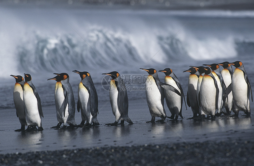 英属南乔治亚岛企鹅王殖民地在海滩边行军冲浪企鹅大海动物殖民地野生动物海洋图片