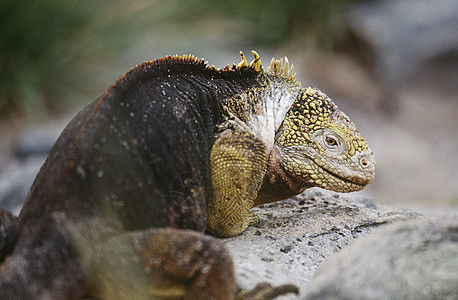 厄瓜多尔加拉帕戈斯群岛Iguana陆地靠岩石为生图片