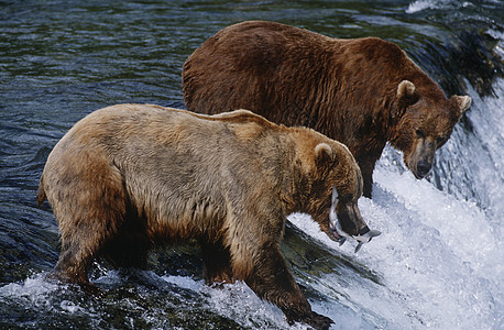 美国阿拉斯加Katmai国家公园 两只棕熊捕捉鲑鱼 站在瀑布边视图的河流上图片