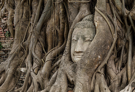 佛头在班扬树上雕塑宗教树干雕像红色地标文化树根废墟寺庙图片