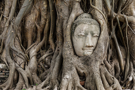佛头在班扬树上榕树地标文化废墟树根精神宗教雕像寺庙数字图片