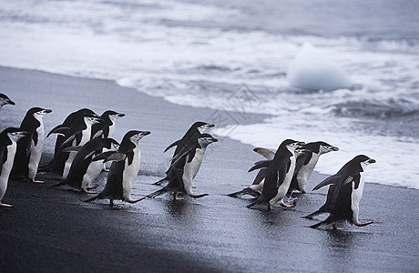 企鹅群落海滩运动海洋冲浪大海动物殖民地团聚自然界波浪图片