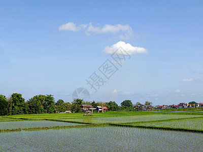 稻田和蓝天空场地农作物村庄农场植被农业草原蓝色收成农村图片