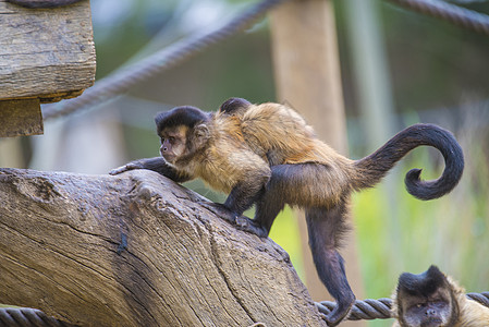 卷尾猴 大肠棕色丛林濒危异国动物群脊椎动物野生动物森林情调毛皮图片