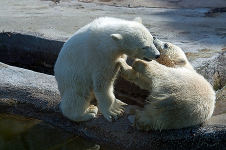 两只北极白熊哺乳动物鸟舍婴儿濒危捕食者动物园图片