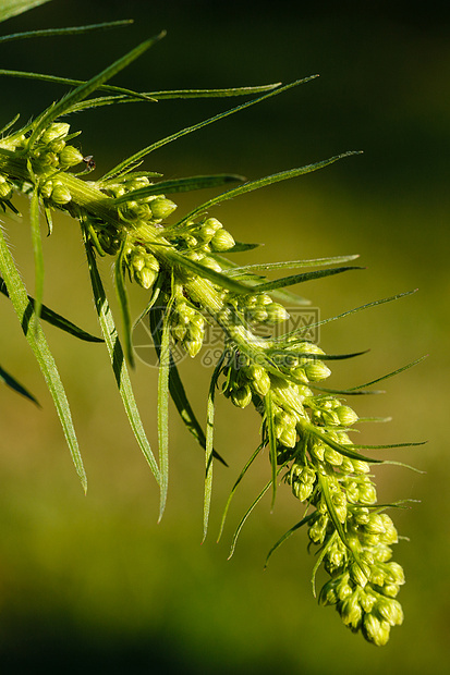 斯派杂草植物群野花尖塔宏观季节食量旋体玉米粮食图片