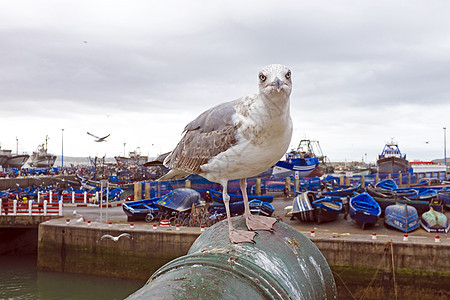 来自摩洛哥非洲Essaouira港口的海鸥图片