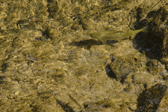 棕鳟脊椎动物石头鳟鱼动物野生动物视角淡水游泳水平图片