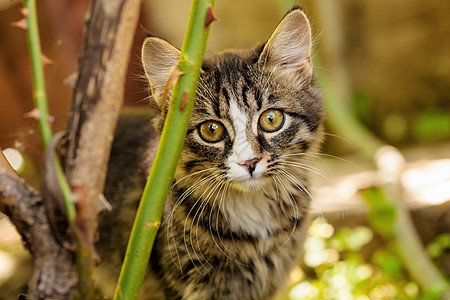 绿色小猫剪影户外小猫胡须花园婴儿猫咪绿色毛皮哺乳动物宠物动物背景