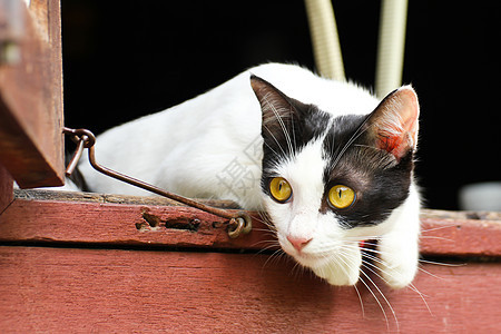 泰泰铢胡须动物小猫眼睛宠物猫咪毛皮虎斑猫科图片