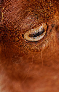 山羊的眼睛哺乳动物农场宏观农业棕色白色成人牛角盘子场地图片