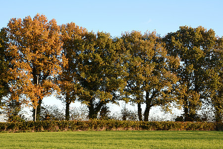 农村的树叶开始变落色图片
