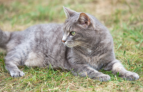 灰小猫户外玩眼睛晶须好奇心男性友谊生活毛皮灰色小猫食肉背景图片