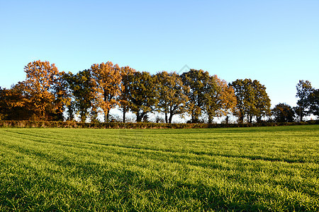 秋树在田地边缘图片