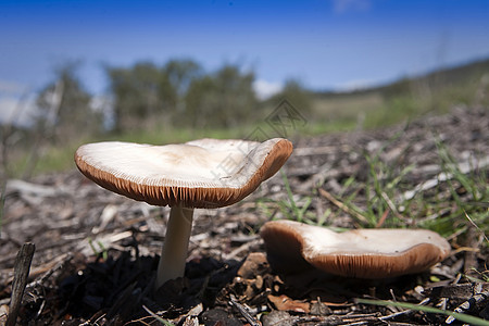 西班牙森林的美丽蘑菇 草原上美丽的蘑菇侏儒季节棕色日光地面植物毒菌叶子生物学绿色图片