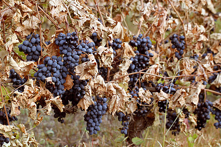 摩尔多瓦有干叶的成熟葡萄的背景情况图片