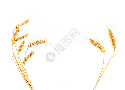 大麦耳面包玉米芯农场花束食物生长绳索燕麦玉米静物图片