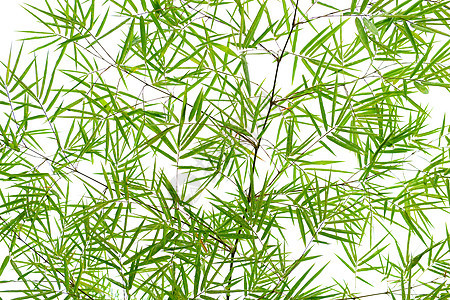竹叶叶叶子竹叶图案植物竹子文化绿色花卉白色图片