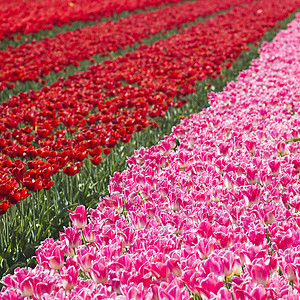 荷兰的Tulip 字段投标农场晴天宏观花瓣季节生活植物花园场地图片