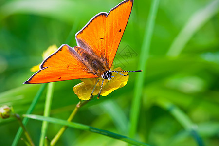 蝴蝶活力昆虫翅膀橙子植物君主脆弱性鳞翅目宏观动物图片