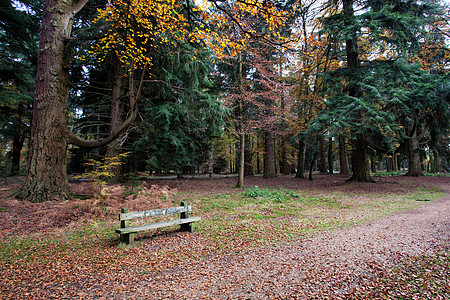 秋天预设的清静坐位区植物群胜地天空树木叶子地球植物座位旅游苔藓图片