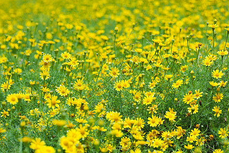 摇摇摇晃的黛西蜉蝣公园雏菊荒野植物群植物野花黄色绿色场地图片