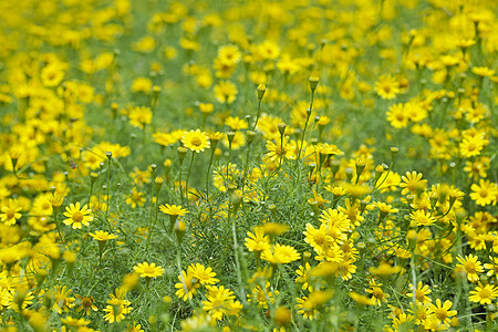 黄色小雏菊摇摇摇晃的黛西公园蜉蝣荒野植物群场地野花雏菊植物绿色黄色背景