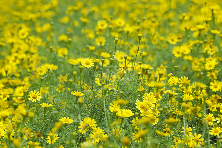 摇摇摇晃的黛西公园蜉蝣荒野植物群场地野花雏菊植物绿色黄色图片