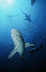 黑白鲨鱼水下观测图片