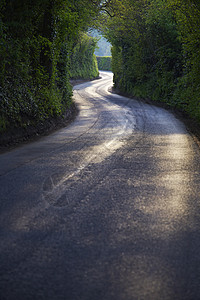 穿越厚森林的曲线乡村道路后路运输小路土地农村树木摄影林地场景航程图片