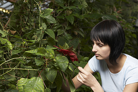 妇女检查叶子商务考试女性园丁植物群学家科学家树叶工作人士图片