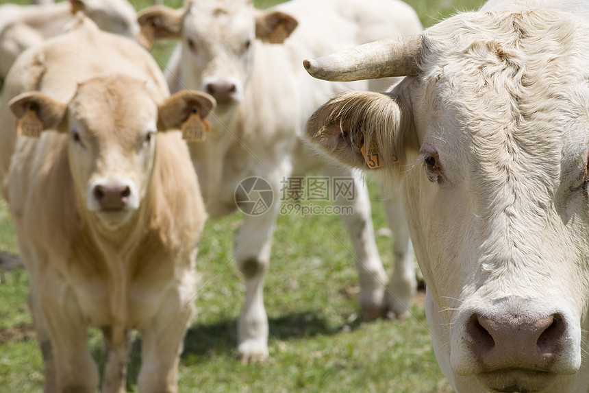 野中牛群前景奶牛眼神动物棕色图片