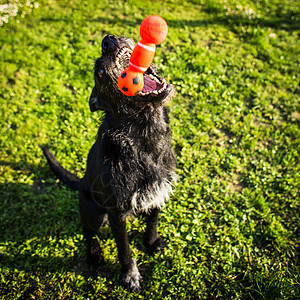 玩可爱狗 抓玩具爪子朋友猎犬牙齿院子乐趣塑料头发小狗毛皮背景图片