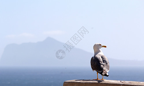 黄腿古尔 佩农自然公园鸟类海鸟荒野墙纸嵌套风景场景植物头皮海浪图片