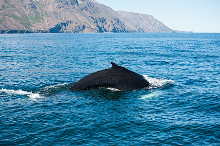 鲸鳍蓝色哺乳动物海洋捕鲸身体荒野动物驼峰弓步野生动物图片