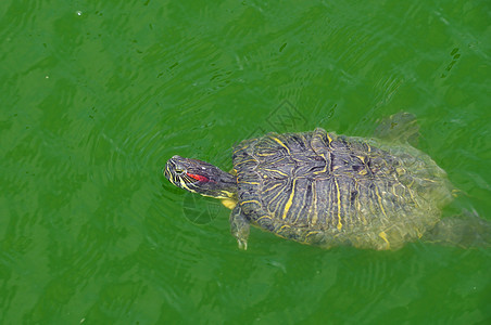 游泳红色滑板海龟图片