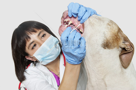 女兽医在灰色背景上清洗狗的牙齿图片
