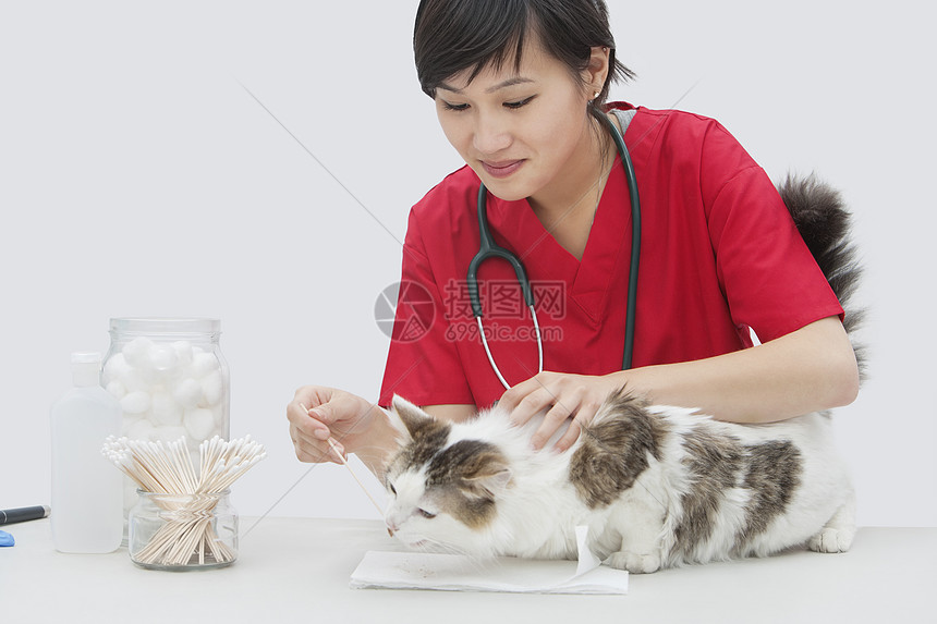 亚洲女兽医在灰色背景下用棉布洗耳的亚洲女性兽医清洁猫耳朵医疗成年黑发动物红色职业边缘成人耳朵影棚图片