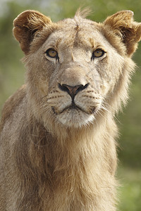 狮子的肖像野生动物保护区主题母狮动物猫科动物毛皮图片