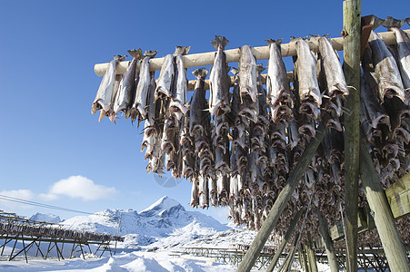 在挪威渔业中 鱼悬挂在烘干架上图片