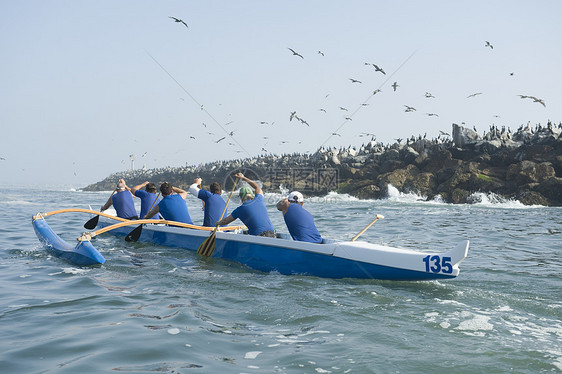 训练中的越野独木舟小组鸟群岬角海女竞赛运动员海鸥运动蓝色海洋赛车图片