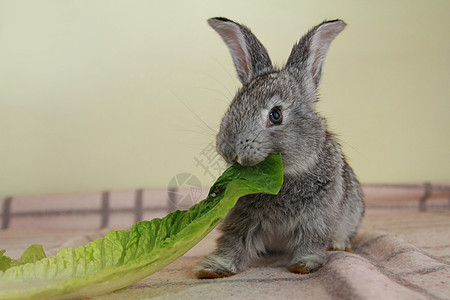 甜咪兔灰兔农业哺乳动物沙拉生菜毛皮乐趣动物野兔白色宠物背景