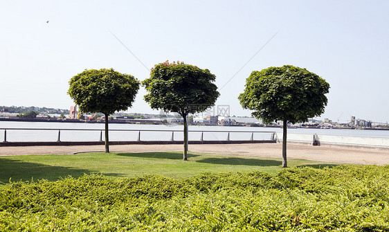 城市河流种植三棵树图片