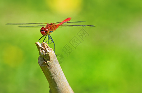 坐在树枝上坐着的红色龙蜻蜓动物俗语翅膀橙子池塘昆虫植物公园漏洞图片