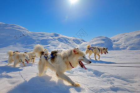 格陵兰岛在格陵兰奔跑的雪橇狗背景