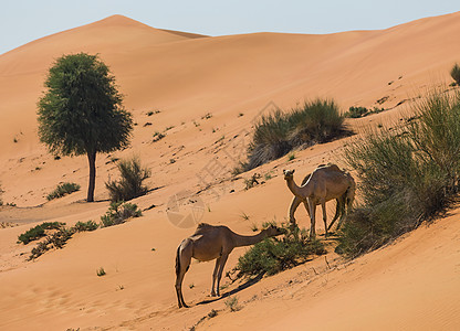 带骆驼的沙漠景观旅行地伦旅游大篷车动物群动物哺乳动物夫妻运输野生动物图片